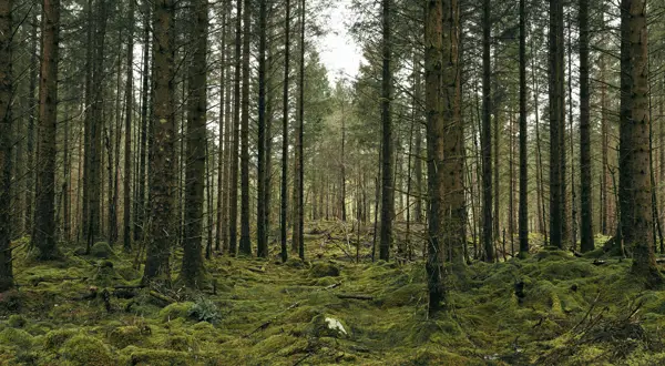 FOREST Min